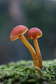 Mushroom macro photography