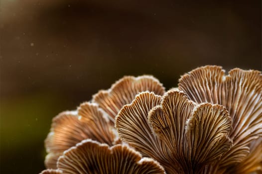 Mushroom macro photography