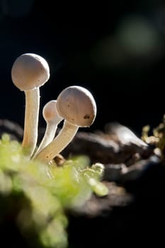 Mushroom macro photography