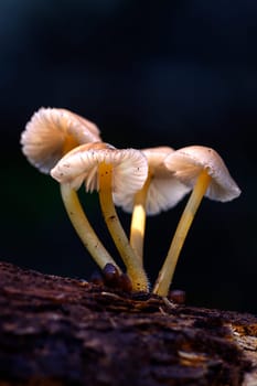 Mushroom macro photography