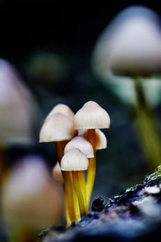 Mushroom macro photography