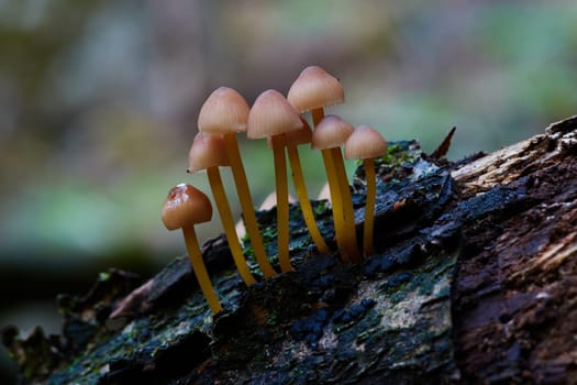 Mushroom macro photography