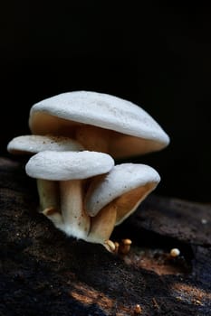 Mushroom macro photography