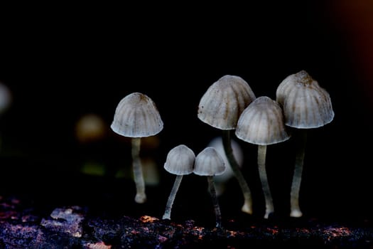 Mushroom macro photography
