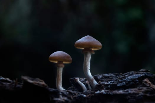 Mushroom macro photography