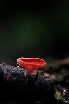 Mushroom macro photography