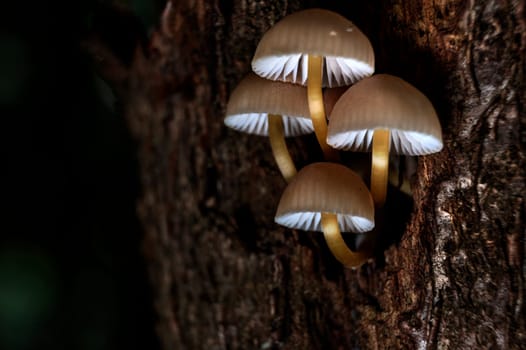 Mushroom macro photography