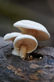 Mushroom macro photography