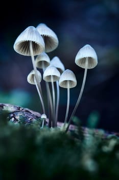 Mushroom macro photography
