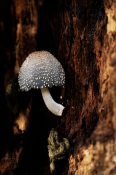 Mushroom macro photography