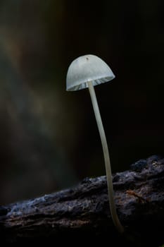 Mushroom macro photography