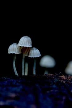Mushroom macro photography