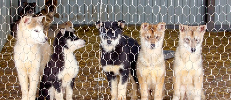 The Husky puppies in the dog kennel. Selective focus