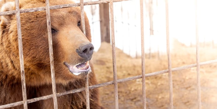 The brown bear in a cage in warm directional light. Selective focus. Kamchatka Peninsula