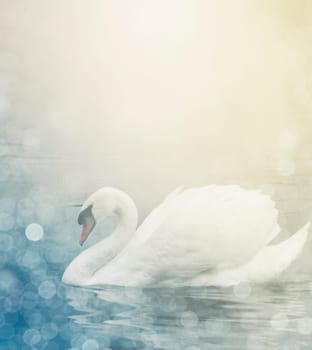 Beautiful swan in the lake
