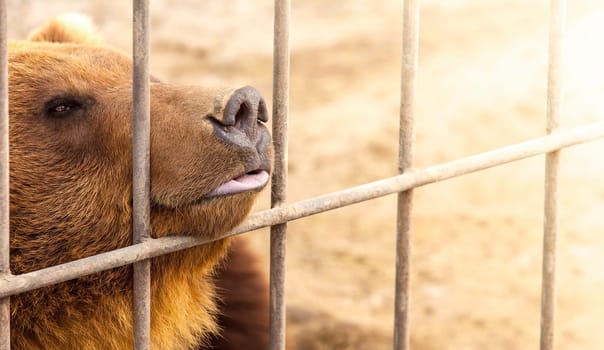The brown bear in a cage in warm directional light. Selective focus. Kamchatka Peninsula