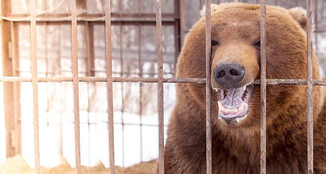 The brown bear in a cage in Kamchatka Peninsula. Selective focus