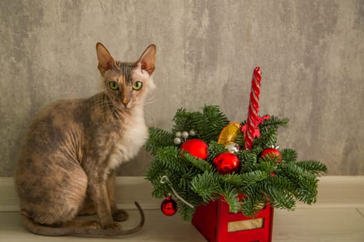 A sphinx cat with a down on its chest of a red - gray color with yellow - green eyes sits against a gray wall and a basket with a Christmas tree and Christmas toys. High quality photo