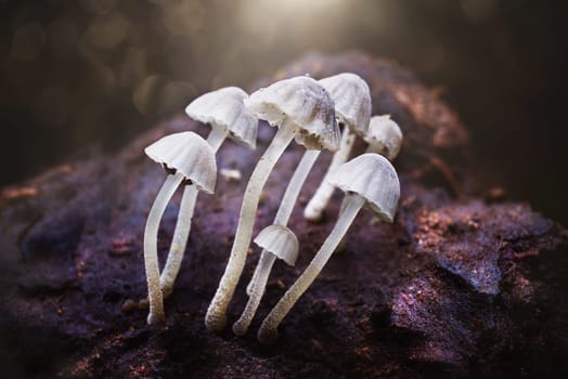 Mushroom macro photography