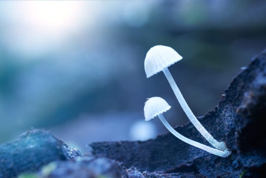 Mushroom macro photography