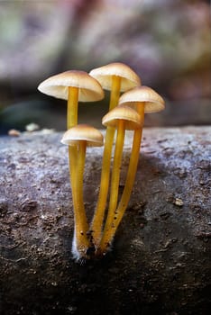 Mushroom macro photography