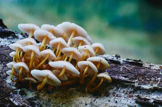 Mushroom macro photography