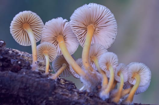 Mushroom macro photography
