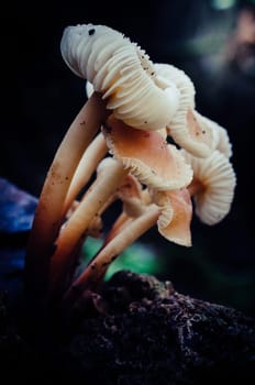 Mushroom macro photography