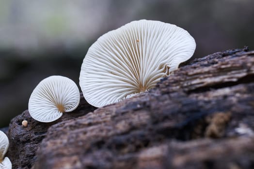 Mushroom macro photography