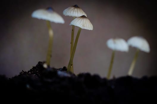 Mushroom macro photography