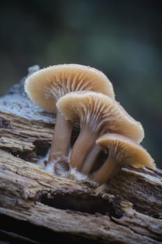 Mushroom macro photography