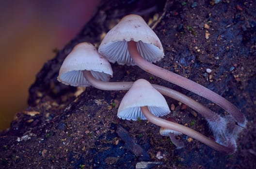 Mushroom macro photography
