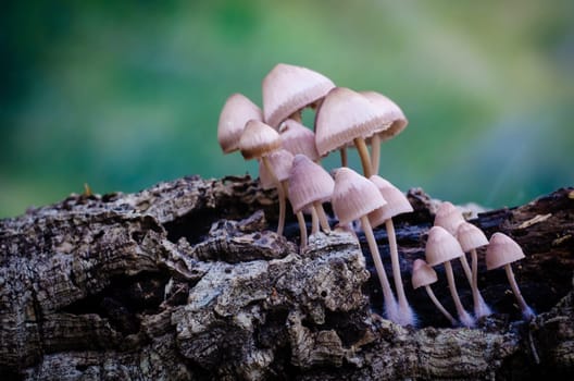 Mushroom macro photography
