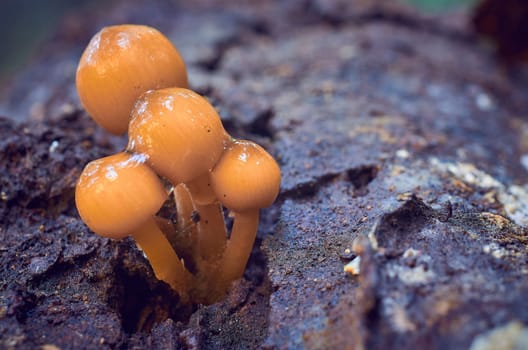 Mushroom macro photography
