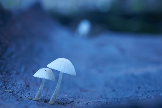 Mushroom macro photography