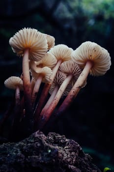 Mushroom macro photography
