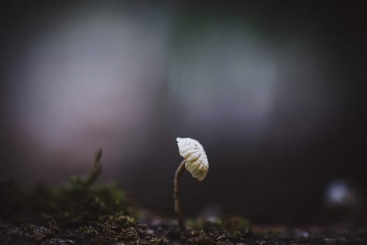 Mushroom macro photography