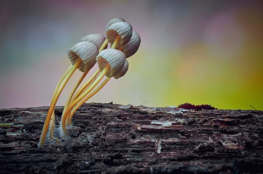 Mushroom macro photography