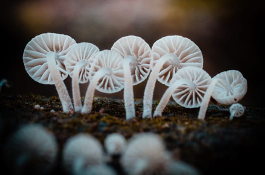 Mushroom macro photography