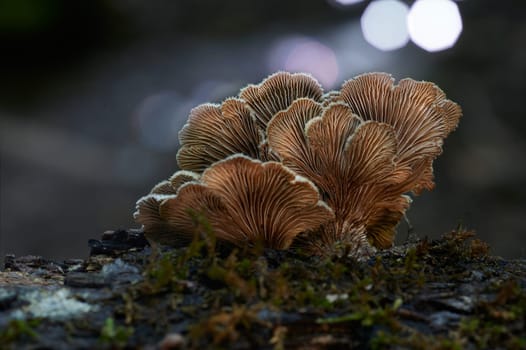 Mushroom macro photography