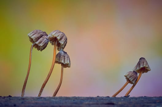 Mushroom macro photography