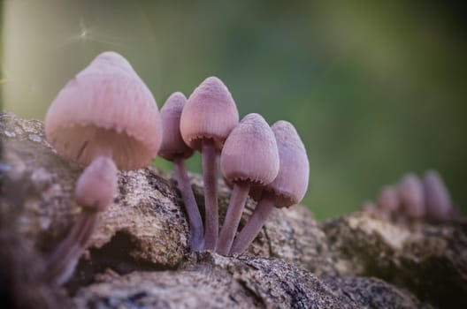 Mushroom macro photography