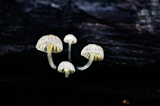 Mushroom macro photography