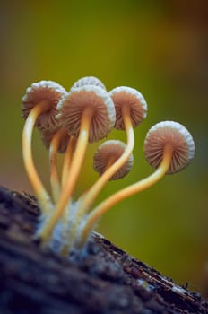 Mushroom macro photography