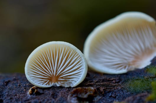 Mushroom macro photography