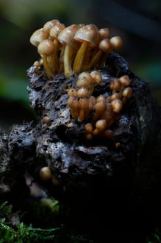 Mushroom macro photography