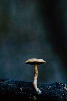Mushroom macro photography