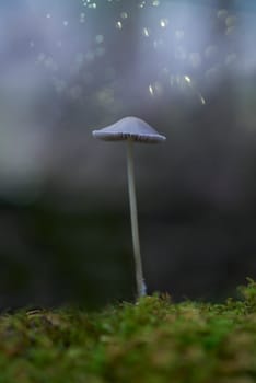 Mushroom macro photography