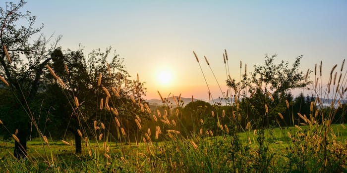Nature awakens - sunrise in a green landscape with a meadow