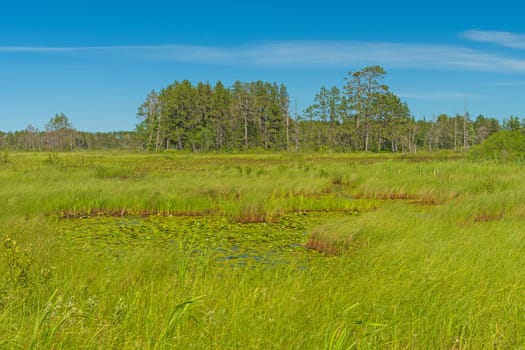 Pothole Ponds in a North Woods Forest in the Seney National Wildlife Refuge in Michigan